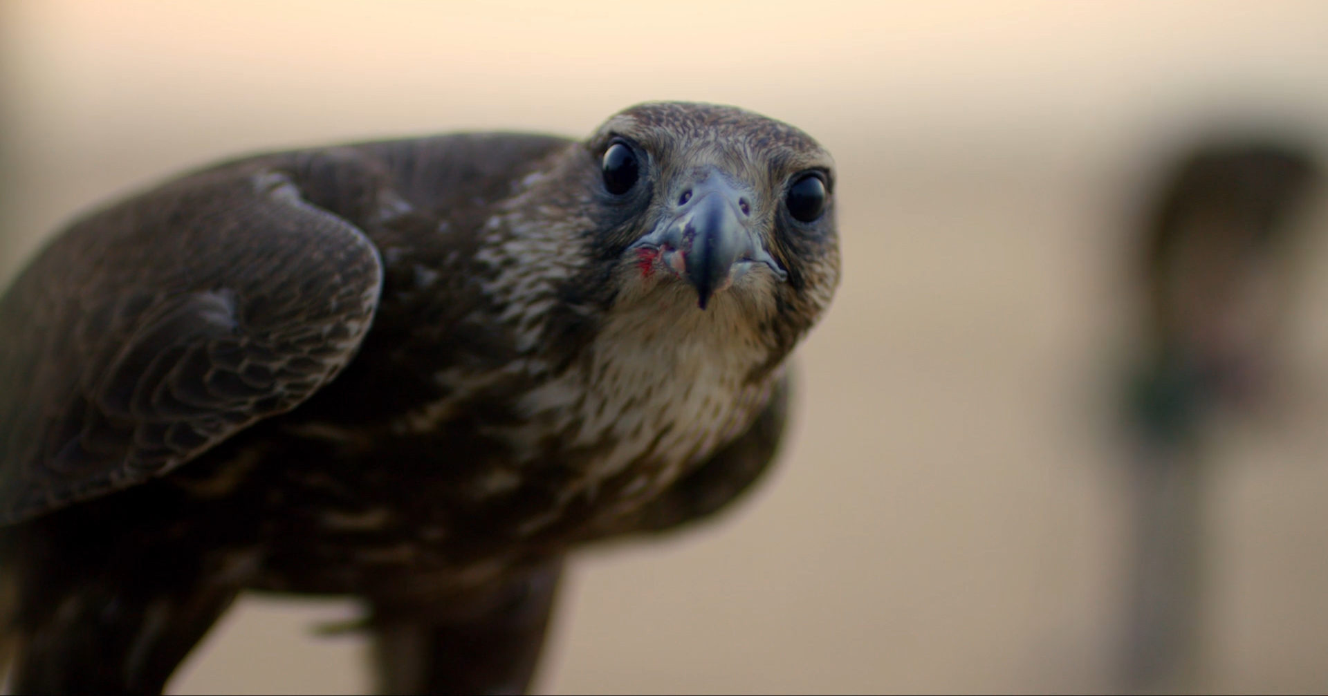 La Noue, OVERLAND racing falcon (2)