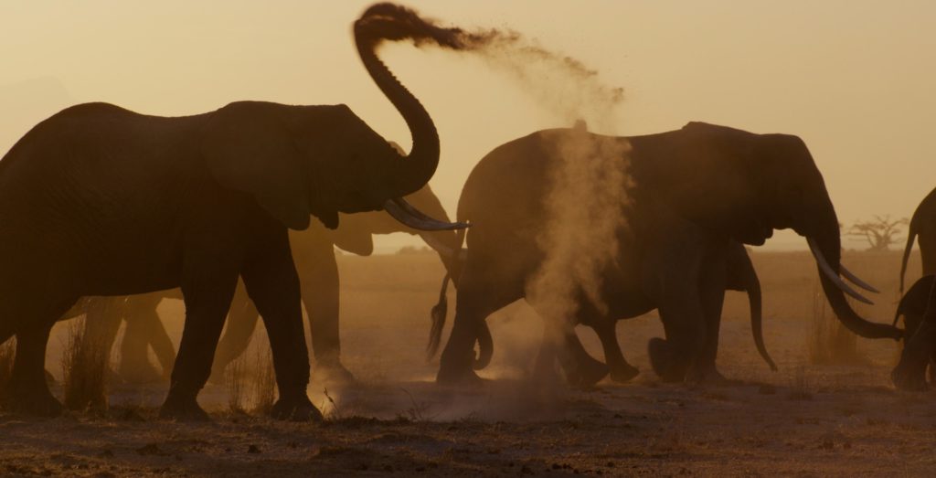 Photo 1 The__Elephant_Queen_drought_Copyright_Wild_Inspiratin_Ltd_2019