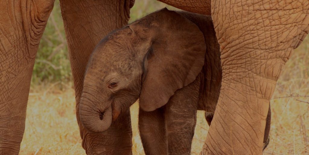 Photo 2 The_Elephant_Queen_Mimi_sucking_her_trunk_Copyright_Wild_Inspiratin_Ltd_2019