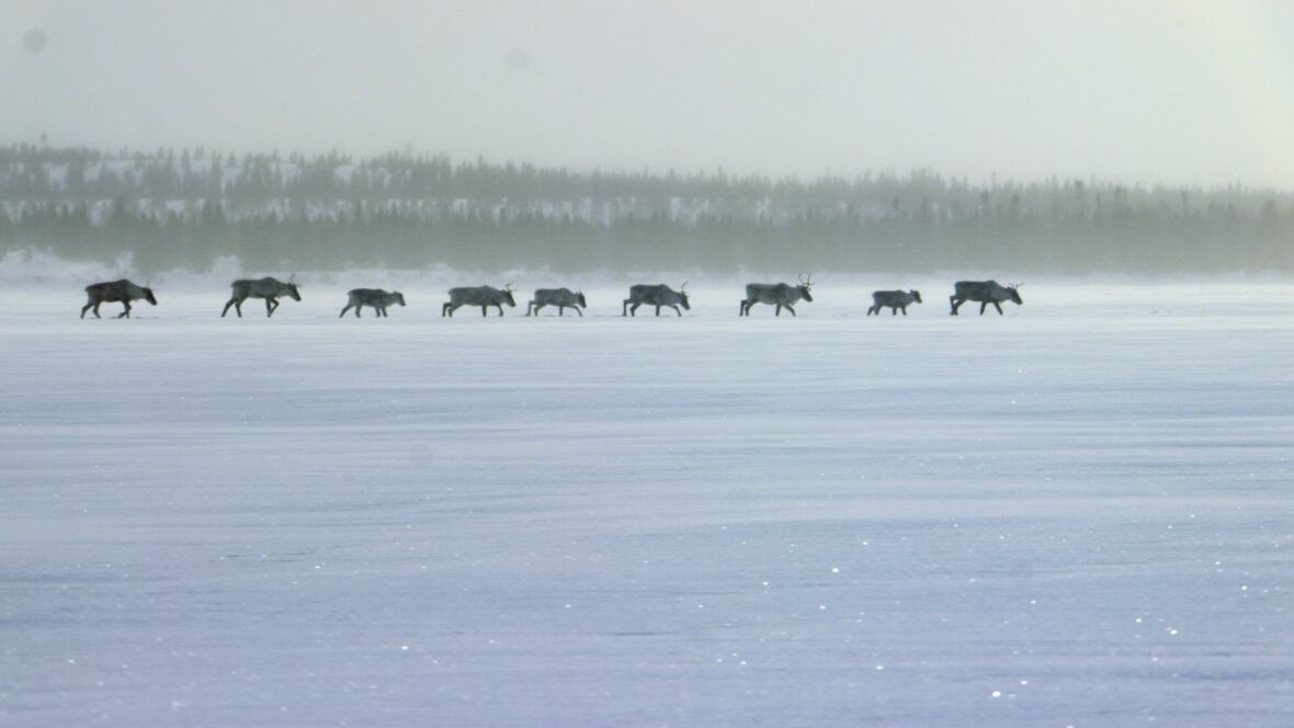 caribou-migrating-our-planet-netflix