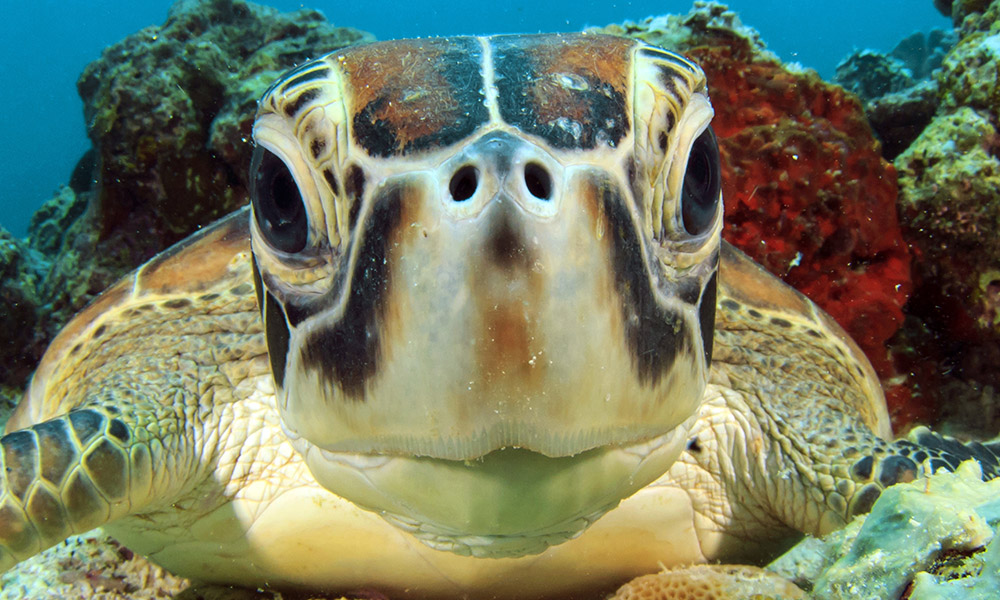 img-green-turtle-close-up-1000px