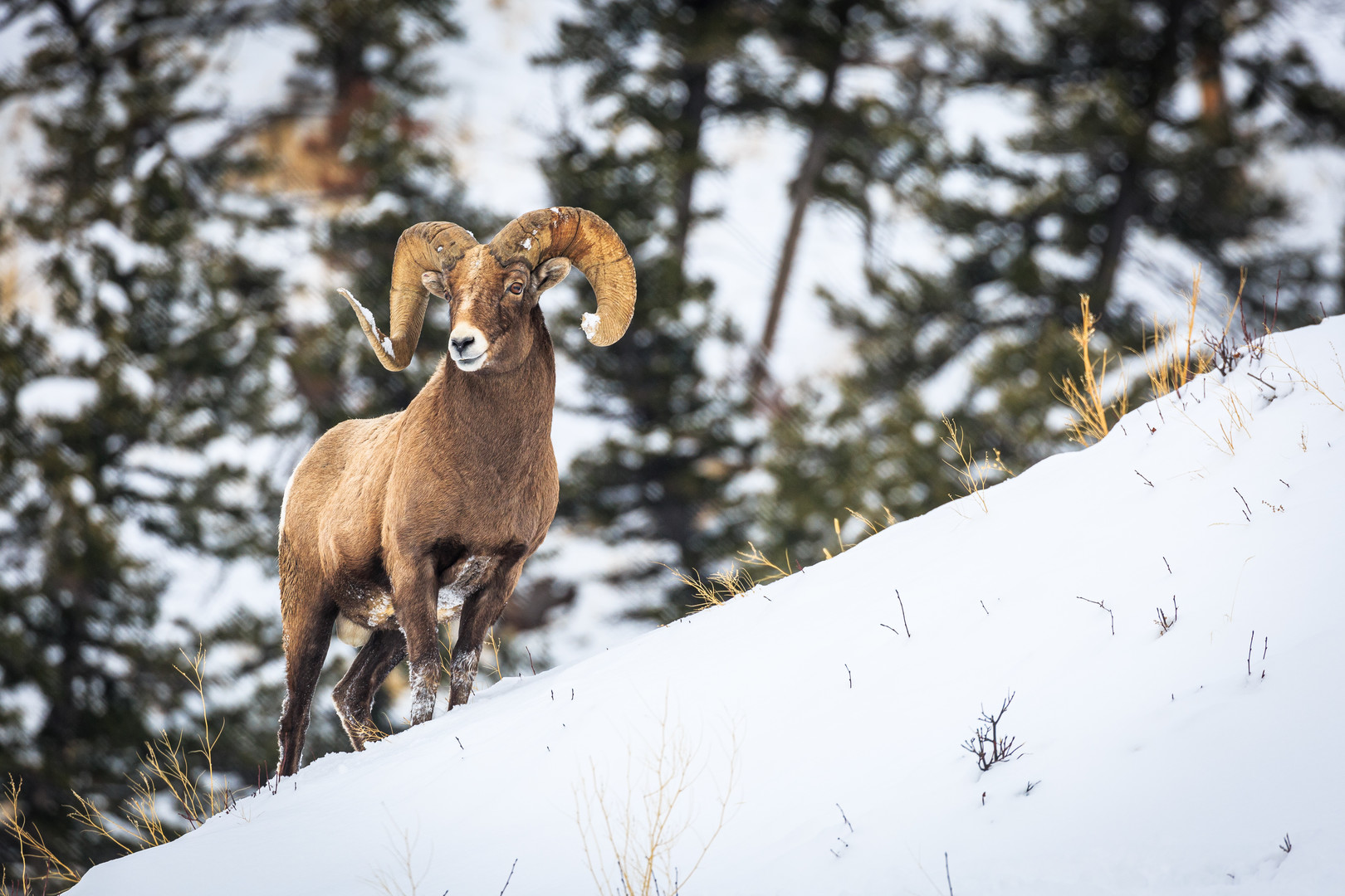 Photo 5 Bighorn_Sheep_Ram_joshmettenphoto