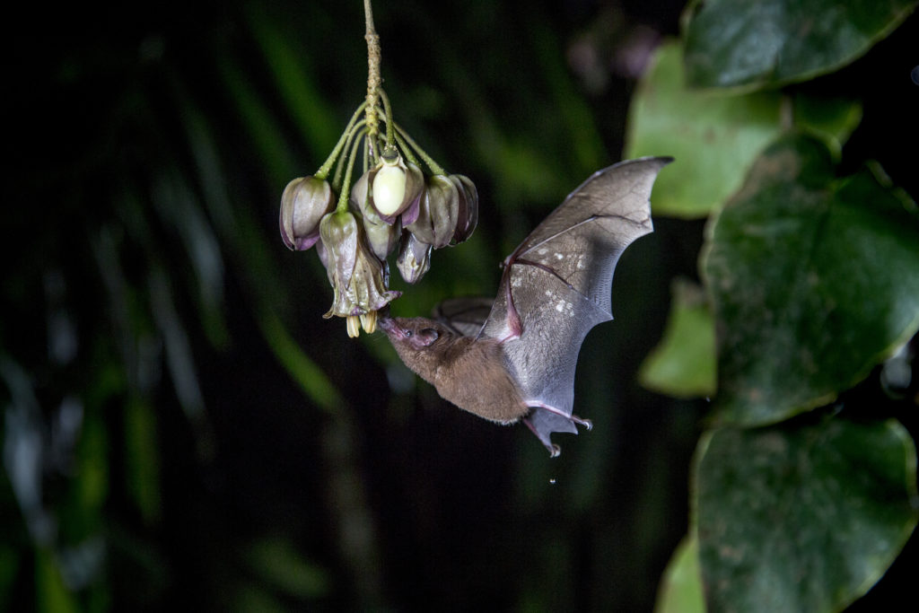 Underwoods Bat and Seven Hour Flower