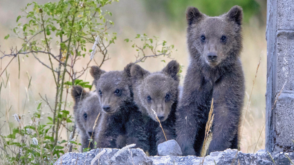 four cubs