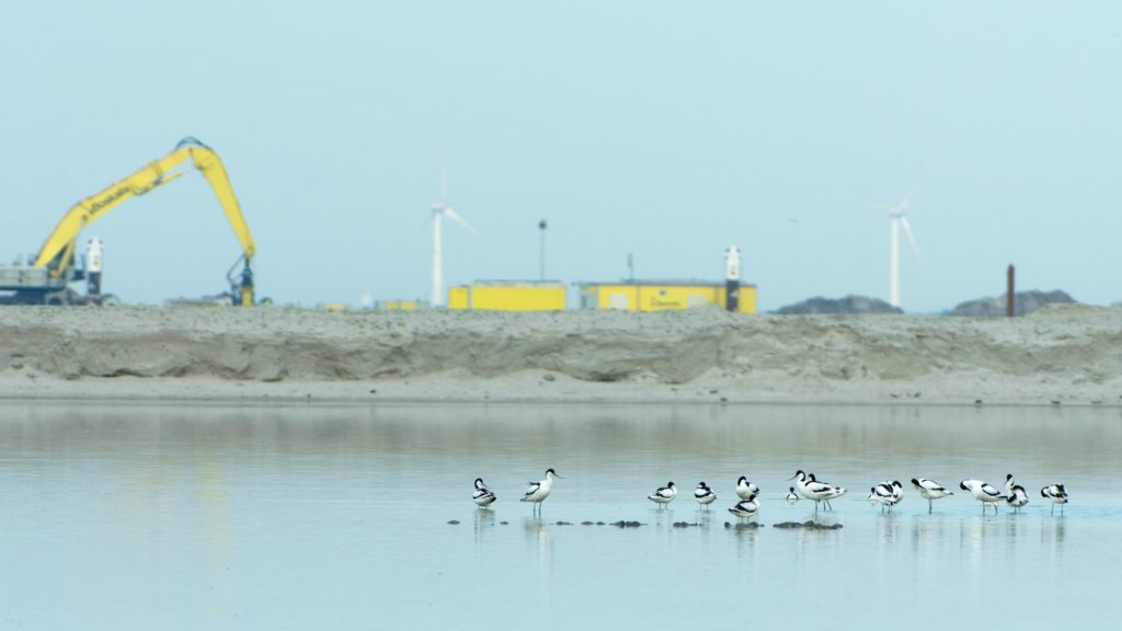 pied avocet at construction location