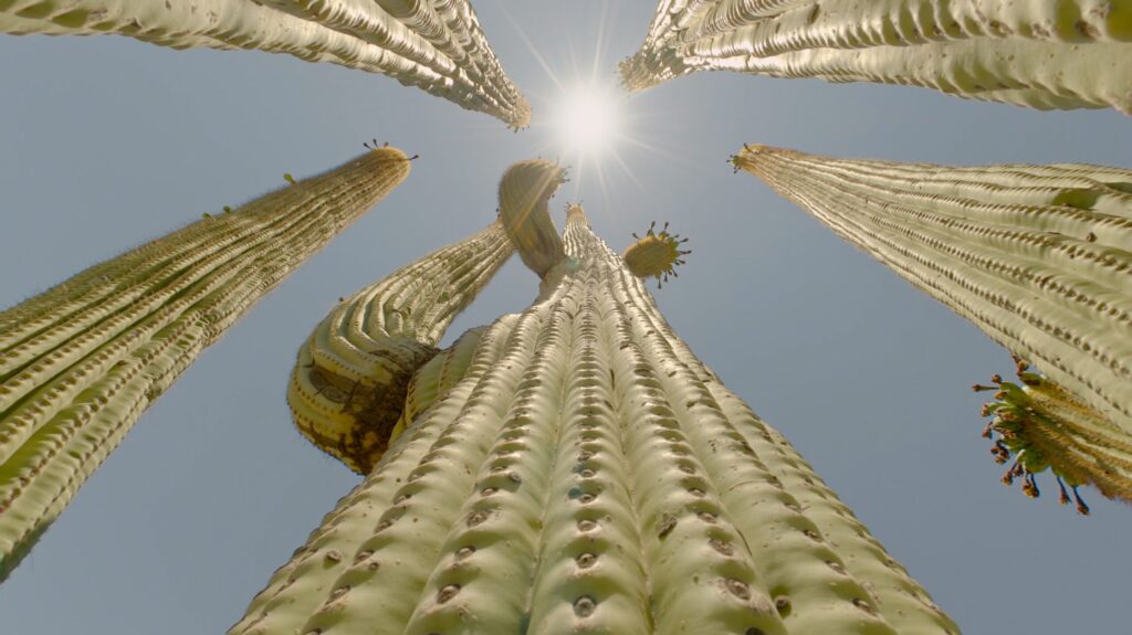 Looking up at group of cactus and sun