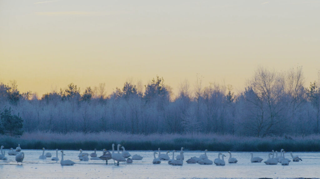 Group of swans in water in wetland at sunset