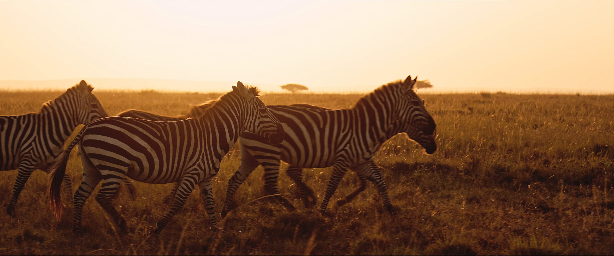 Zebras walking in grassland