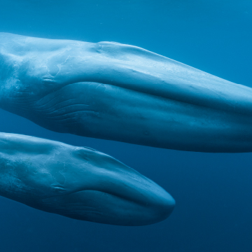 Two blue whales swimming in water.