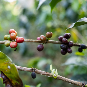 Coffee beans on a plant