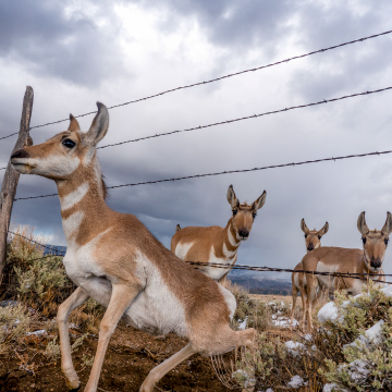 Group of Pronghorn run under a wire fence