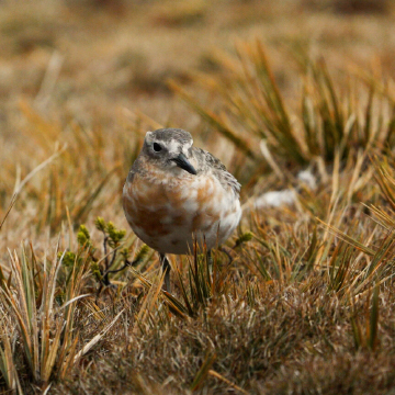 Bird stands in brown landscape
