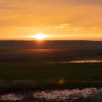 Sunrise or sunset with marsh in