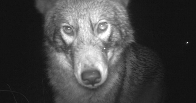 Grey scale image of wolf looking at camera.