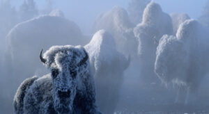 Group of buffalo standing in snow.