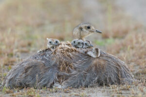 Baby birds on adult bird's back in grass landscape.