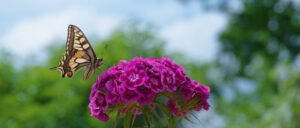 Winged bug flying by purple flowers.
