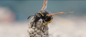 Close up of wasp.