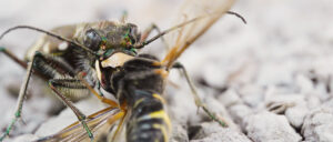 Close up of bug eating other bug.