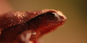 Close up of red frog.