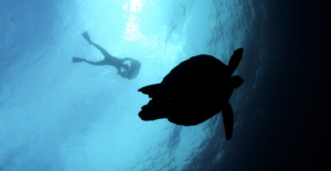 Diver with camera and sea turtle underwater.