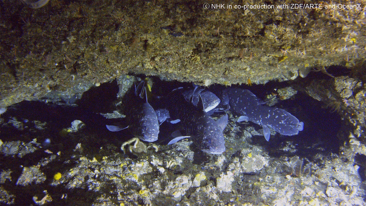 Group of blue fish in rocks.