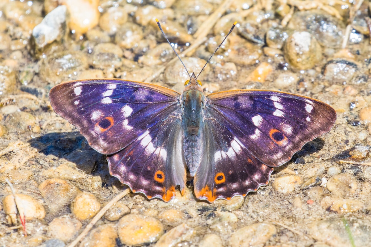 Purple butterfly on ground.