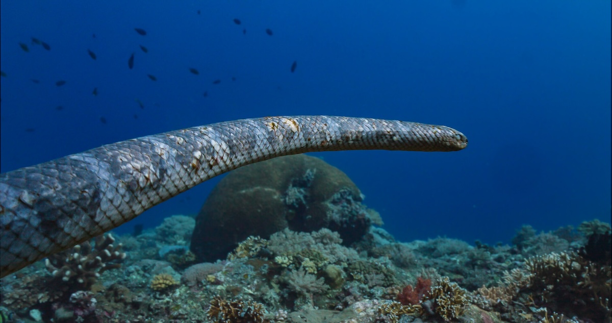 Snake in underwater enviorment.