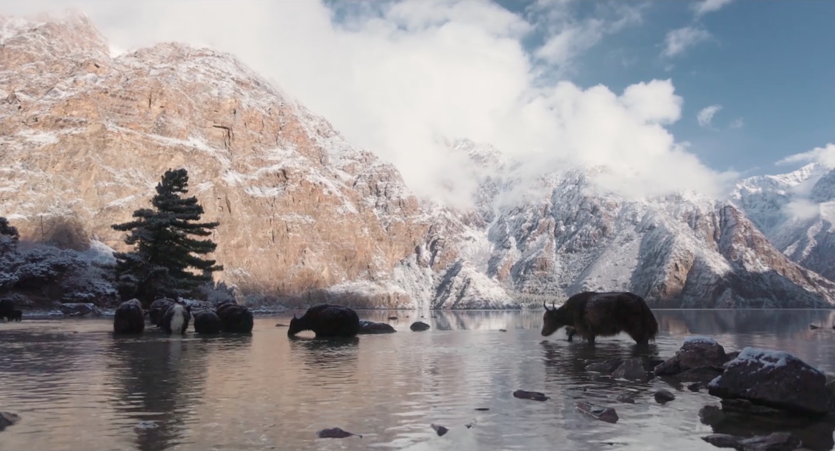 Animals move through water with mountains in background.