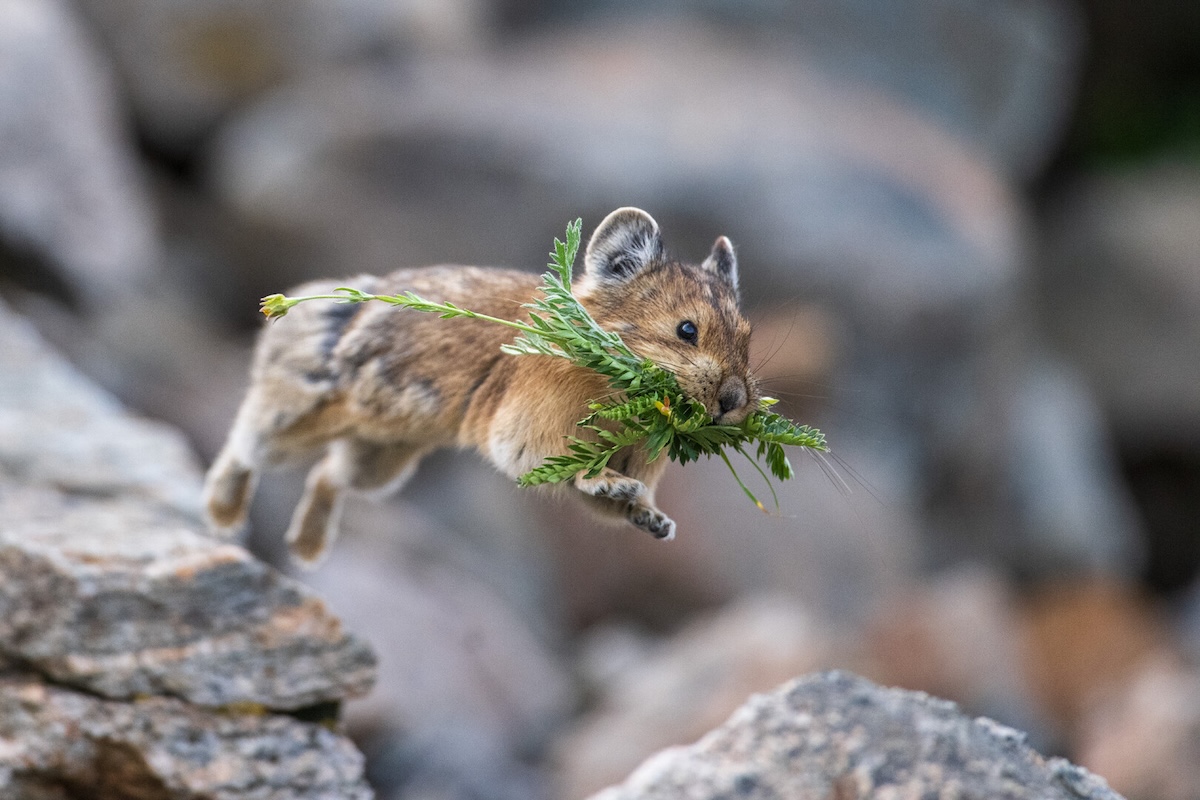 Small mammal jumps with green plant in mouth.