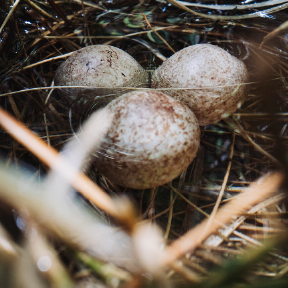 Eggs in nest.