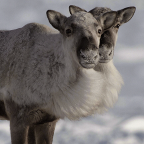 Two caribou stand in snow.