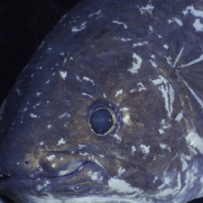 Close up of fish's face.