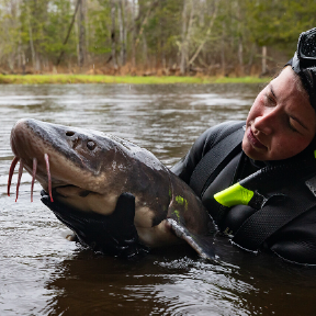 Person in water holds fish.