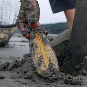 Person holds clam in sand.