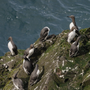 Group of birds on rock by water.