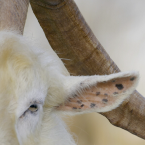 Close up of goat with horns.