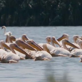 Birds float in water.
