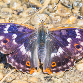 Purple insect on ground.