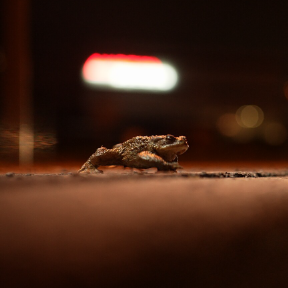 Frog on road at night.
