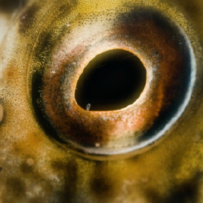 Close up of an eye.