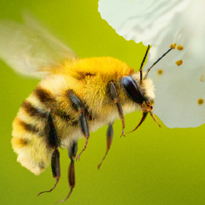 Bee flying close to flower.