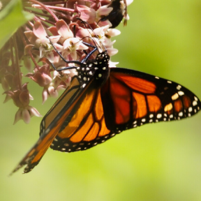 Butterfly on flower.