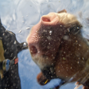 Horse nose from underwater.