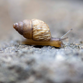 Snail on ground.