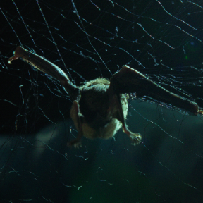 Bird trapped in something.