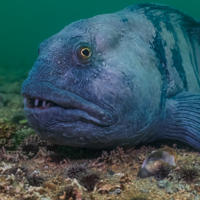 Blue fish looks forward.