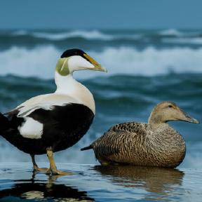 Two birds sitting with water in background.