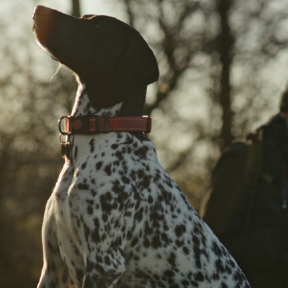 Dog sitting and looking.