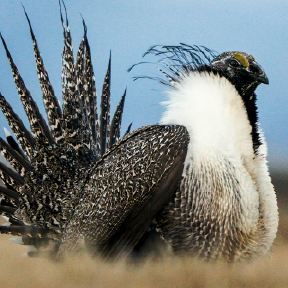 Bird on ground.